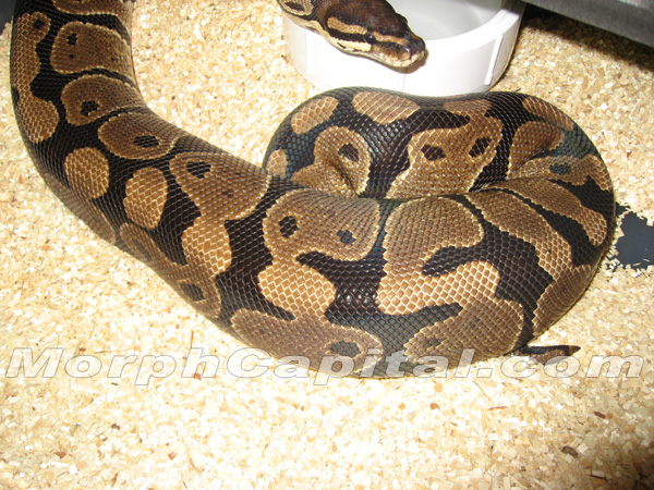 Ovulation