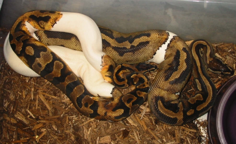 piedXpiedbreeding