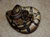 17019aballpythonmale.jpg