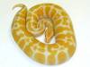 2163High-Contrast_Albino_male_from_Paradox_lineage_DSCN3170.JPG