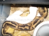 Caramel_Pied_3.jpg