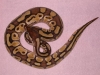 DSCN4022.JPG