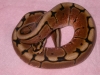 DSCN4038.JPG