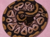 DSCN4044.JPG