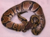 DSCN4106.JPG