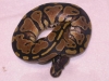 DSCN4120.JPG