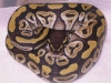 DSCN4126.JPG