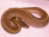 DSCN4129.JPG
