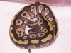 DSCN4134.JPG