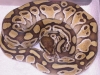 DSCN4138.JPG