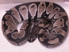 DSCN4140.JPG