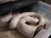 Gravid_Pied.jpg