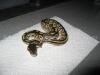 MC_0107Mojave2.jpg