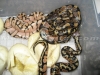 MC_01_07_Female3.jpg