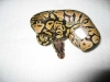 MC_0710Pastel11.jpg