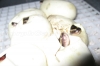 MC_Eggs_Sept_2.jpg