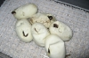 MC_Eggs_Sept_3.jpg