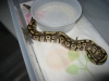 Mojave2.jpg