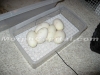 MorphCapital_PastaveEgg4.jpg