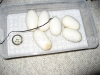 MorphCapital_SP0034_Clutch.jpg