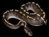Our_GHI_Mojave_Het_Hypo.JPG