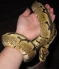 Spider_092209b.JPG