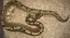 Spider_092209c.JPG