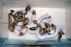 clutch_08-8_hatched_lrg.jpg