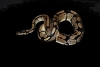 clyde2.JPG