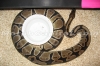 gravid_female.jpg