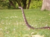 heads_up_320x239.jpg