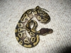 mojave_female.jpg