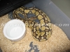 pastel_ovulation.jpg