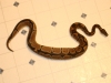 snake_pictures_017.jpg