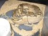 spider_ovulation.jpg