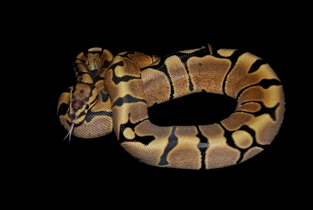 woma1