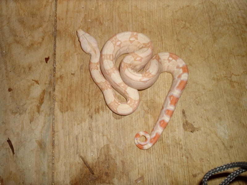07malealbino