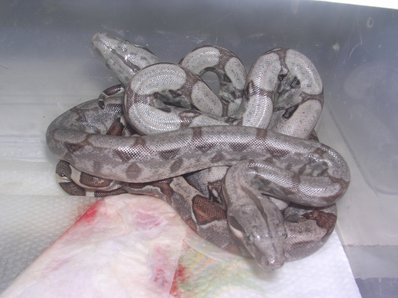 08_hypo_hog_islands_014