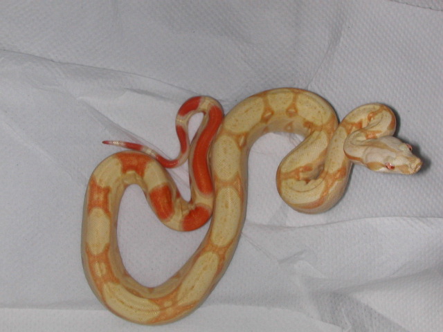 10459Albino_Boa_006