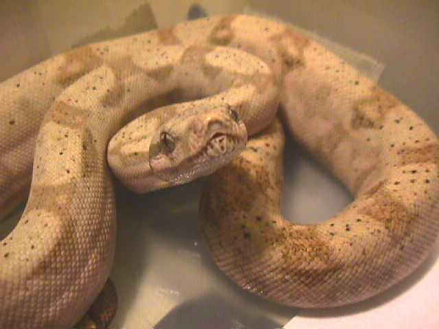 11581HogFemale_Nov_18_2004