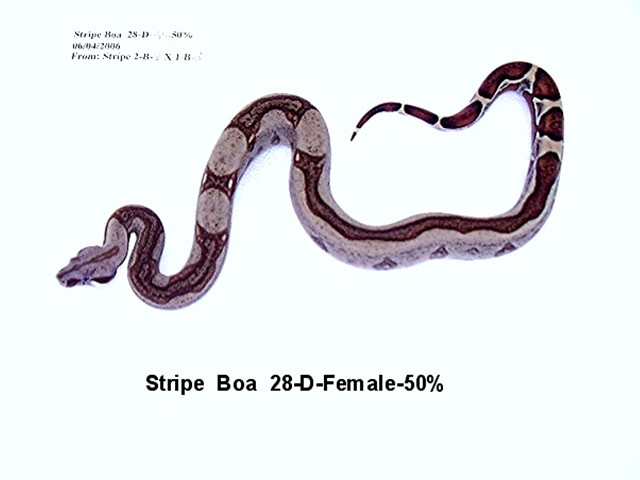 28-D-Female-50_-_500_