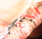 2_close_up