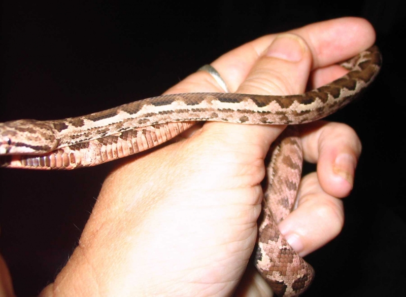 3_Poss_female