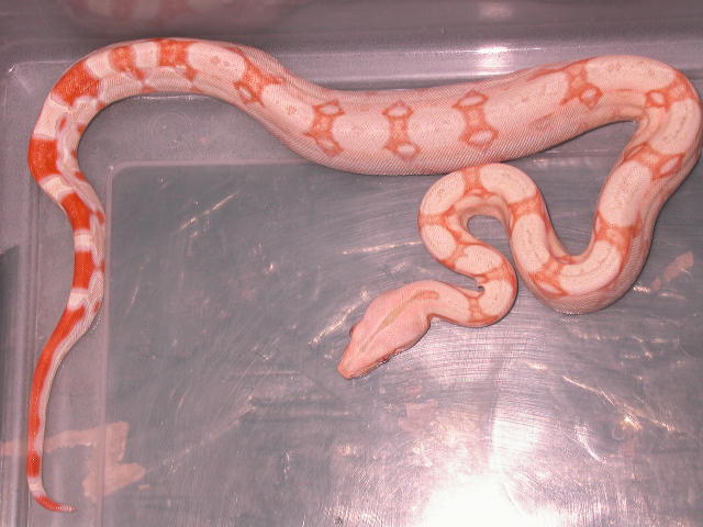 DSCN3328