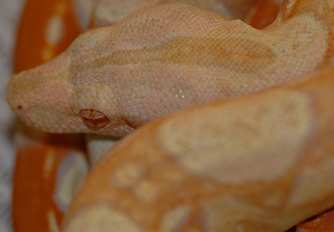 albino_boa