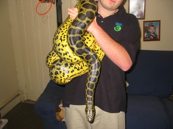 anaconda1