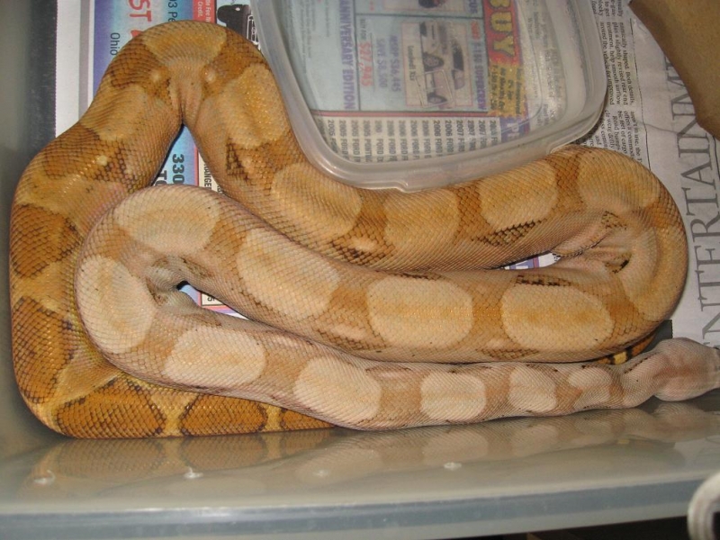 hogg_male_lvr_hypo_fem_012