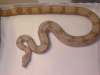 05_pastel_hoggs05_0714_023.jpg