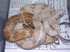 06_hogF-arg-06posssupF_002.jpg