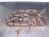 08_hypo_hog_islands_002.jpg